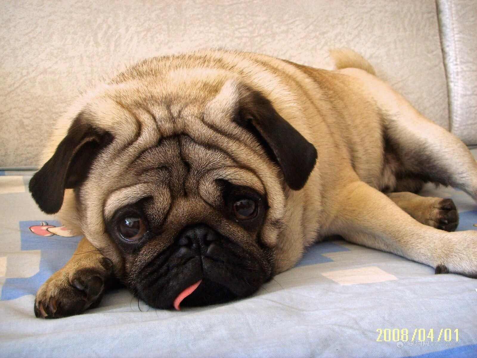 即有分期有老哥没