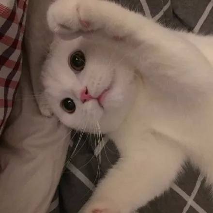 求个闪电虎系列电话