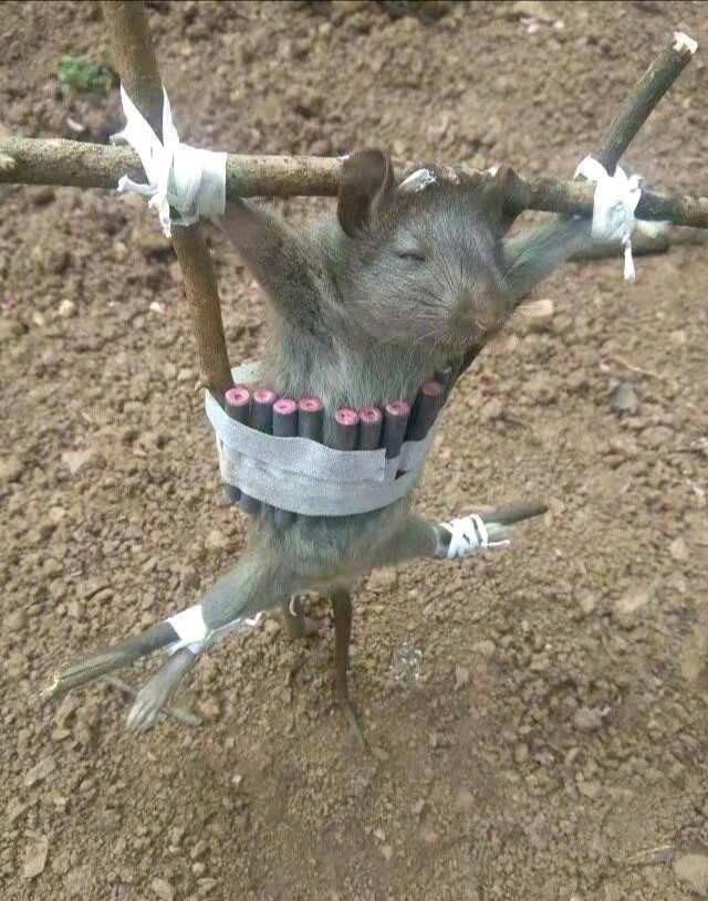 有烟有酒,这只老鼠真幸福