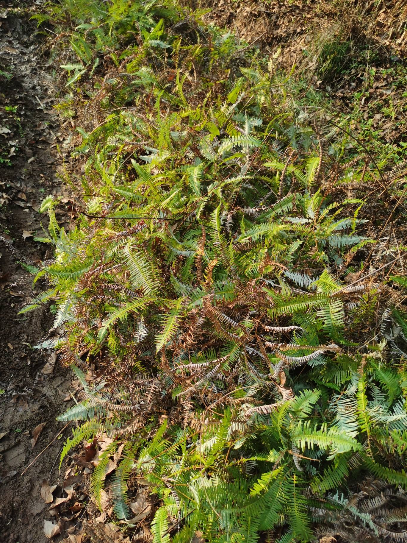 我我辛辛苦割的草