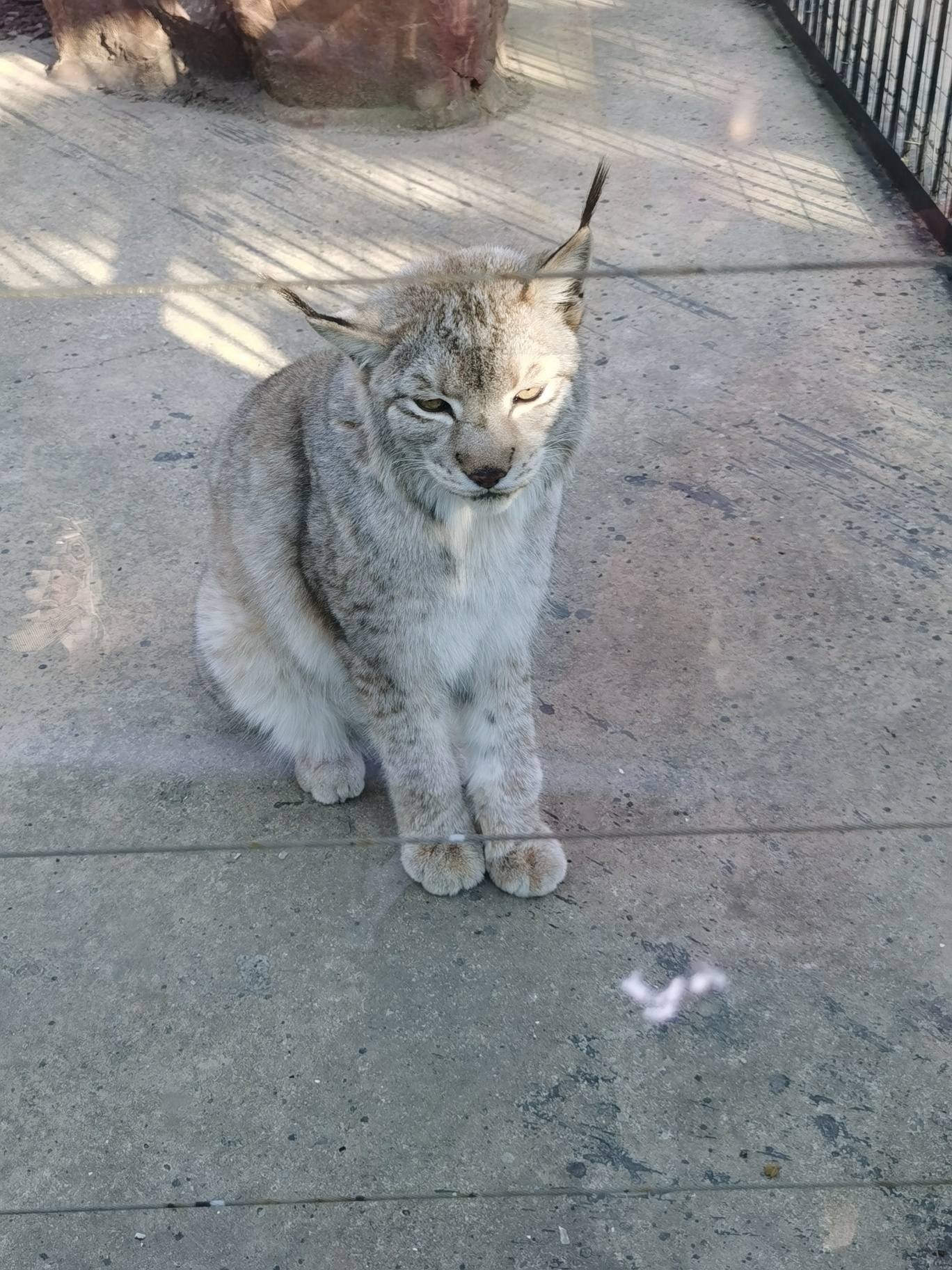 关于建行大山白信用卡的问题