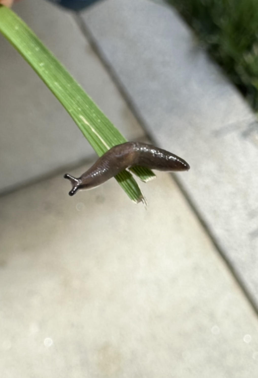 水一帖,昨天闲逛时候捡到无壳蜗牛 - 谈天说地 - 我爱卡论坛